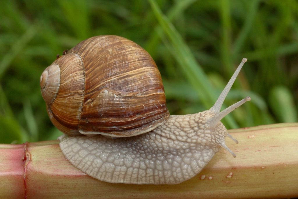 V októbri urobte tieto 3 veci. Chrústy a slimáky sa vašej záhrade vyhnú